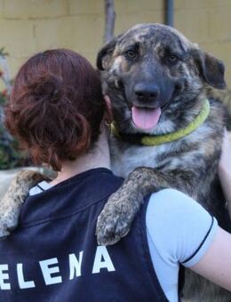 Fuggi möchte gerne die Welt entdecken - Laatzen