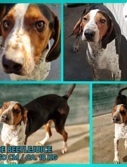 Beetlejuice Posavski Gonic Mix Rüde - Margetshöchheim