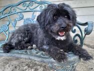 Fredo sucht sein Zuhause - Reiskirchen