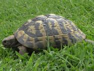 Weibliche Griechische Landschildkröten, THB - Löhne