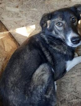 Nova 54 cm - Alpenrod