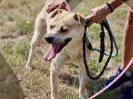 Freundlicher AARON sucht seine Familie♥️ - München