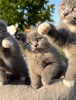BKH Kitten suchen ab dem 09.07.25 ein liebevolles zu Hause - Hamburg