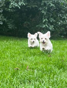 3 Mini-Malteser Mix Welpen suchen Dich - Borken