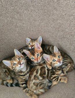 Reinrassise bengal kitten - Frankfurt (Main) Zeilsheim