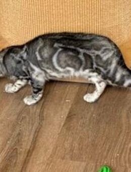 Bengal kitten 13 Wochen Silber Mädchen oder Kater Reinrassig - Dortmund