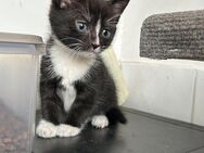 EKH BKH mix kitten - Marl (Nordrhein-Westfalen)