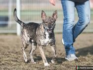 Flash, toller Typ sucht tolle Menschen - Bockhorn (Bayern)