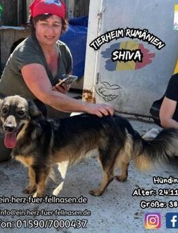 SHIVA-bezaubernd,charmant und lebensfroh - Waakirchen