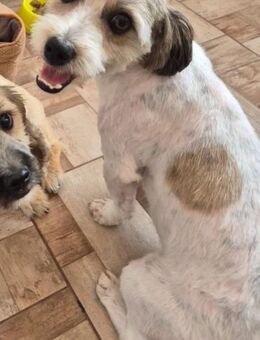 Otto - netter Familienhund sucht Zuhause - Schlitz