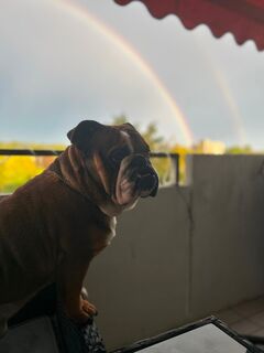 Englische Bulldogge sucht ein neues Zuhause