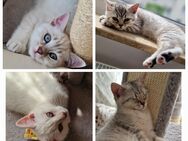 Britisch Kurzhaar Kitten abzugeben Point - Tabby – geboren am 10. März 2025 abgabebereit - Hanau (Brüder-Grimm-Stadt)