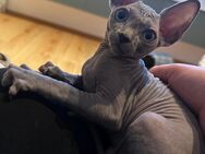 Sphynx kitten, kanadische Sphynx, Don Sphynx, Kätzchen, Nacktkatze - Wiernsheim