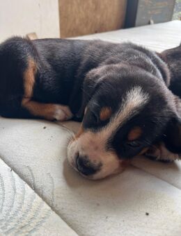 Große Schweizer Sennenhunde - Dresden