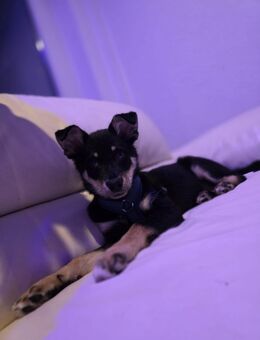 Husky-Mix Welpe sucht ein liebevolles Zuhause – im Auftrag abzugeben 🐾 - Hamburg