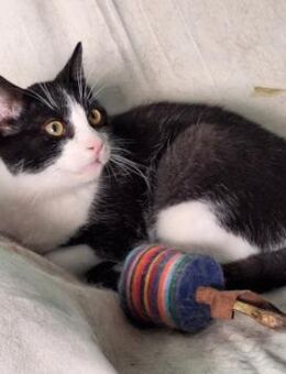 Verschmuster Kater Lyon - Karlsruhe