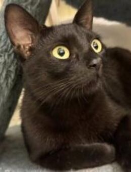 Verspielte Lizzo sucht ein Zuhause - München