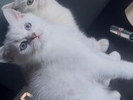 Bkh Kitten - Herzebrock-Clarholz