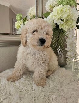 Shih-Poo Welpe sucht ein neues liebevolles Zuhause - Soest