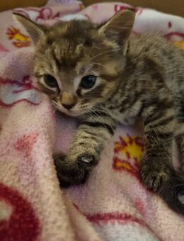 Katzen Babys - Itzehoe