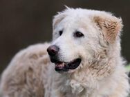 Fido wünscht sich ein eigenes Körbchen - Neuss
