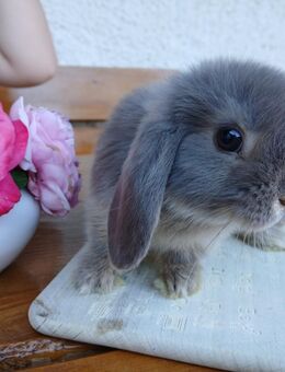 Mini Lop Minilop Zwergkaninchen Kaninchen Jungtiere Hase Zwergwidder - Ronsberg