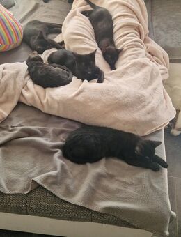 Eine kleine süße Dame 13 Wochen alt - Aldingen