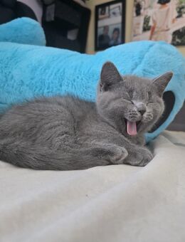 Vier kleine Katze - Zirndorf