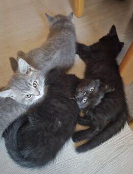 4 BKH Kitten abzugeben - Duisburg