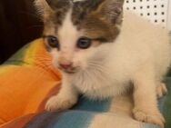 Elissa aus dem Tierschutz - Grevenbroich