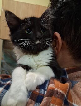 Süße Schwarz-weiße Mischling Kitten abzugeben ! - Duisburg