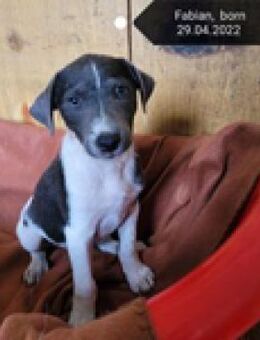 Fabian - einem Vermehrer nichts wert - Berlin