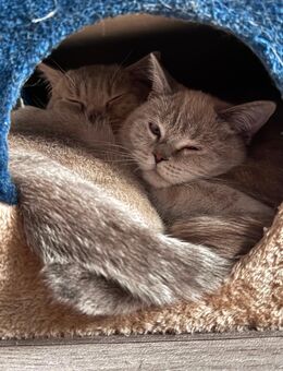 2 süße Britisch Kurzhaar Katzen zu verkaufen - Nürnberg