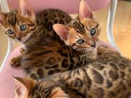 Bengal Kitten Bengal Katzen mit Stammbaum - Aachen