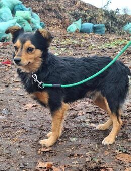 Der sanfte Lucky sucht ein Zuhause ! - Dortmund