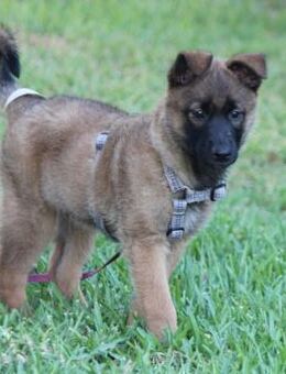 Pierre wünscht sich ein eigenes Körbchen - Grevenbroich