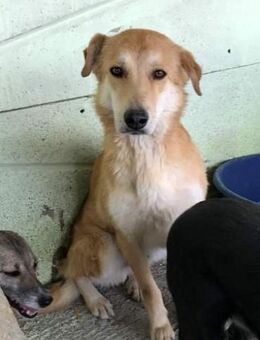 Bobby, unsicher und ängstlich - Bonndorf (Schwarzwald)