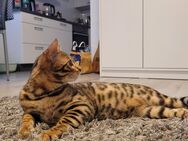 Reinrassiger Bengal Kitten - Osnabrück