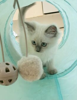 Siam Kitten. Katerchen. Kinderlieb. - Saarbrücken