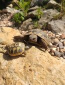 "Ohnezahn und Urmel" 2025 - Schildkröten Babys - griechische Landschildkröte THB mit Cites Papieren in 92637