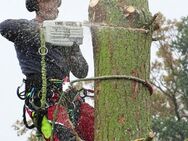 Baumkletterer Baumpflege Fällungen SKT - Gägelow