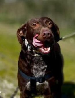 DEXTER💙 junger Abenteurer auf der Suche - Fahrenzhausen