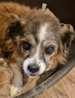 wunderschöne Soul sucht liebe Familie - Kallmünz