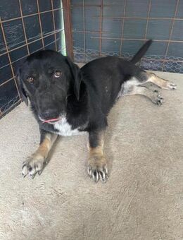 Dackelmix Jasmin sucht Körbchen - Overath