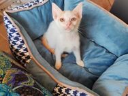 Herny aus dem Tierschutz - Grevenbroich