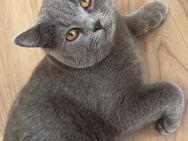Zwei liebevolle Kater Brüder suchen ein neues Zuhause 🐾 - Düsseldorf
