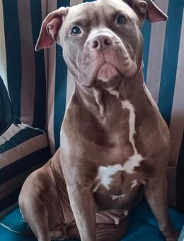 Unser Diva, Hope 2Jahre sucht dringend neues Zuhause - Norderbrarup