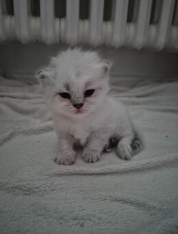 Himalaya Heilige Birma Kitten - Berlin Reinickendorf