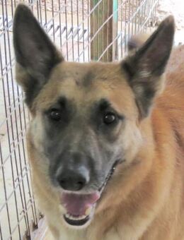 Shep 3 -hatte viel Pech- - Oldenburg