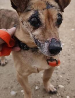 Pancho ist sehr sozial - Donaueschingen